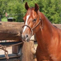 Martin Saddlery Rope Nose Halter With Lead 10 Martin Saddlery Rope Nose Halter With Lead -Western Denim Gear Store HALTERROPNCH 2