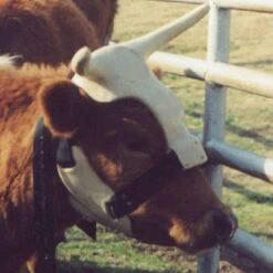 NRS Strap On Muley Horns -Western Denim Gear Store ropinghorn2